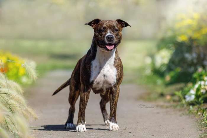 MRS. MIRACLE Canossa (Americký stafordšírský teriér)