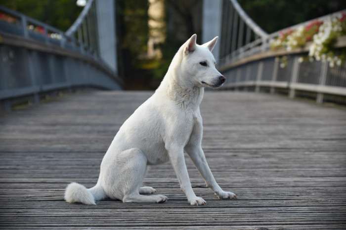 Unmay No Akay Ito Rini (Kishu inu)