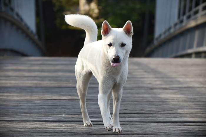 Unmay No Akay Ito Rini (Kishu inu)