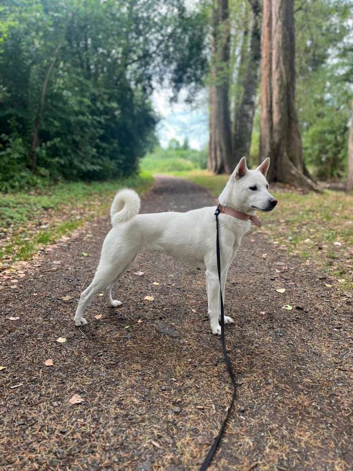 Unmay No Akay Ito Rini (Kishu inu)