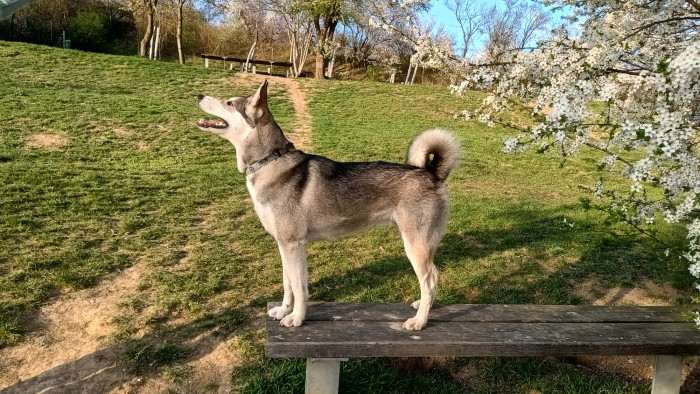 Beky Hvozdecký les (Západosibiřská lajka)