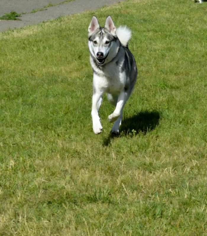 Beky Hvozdecký les (Západosibiřská lajka)