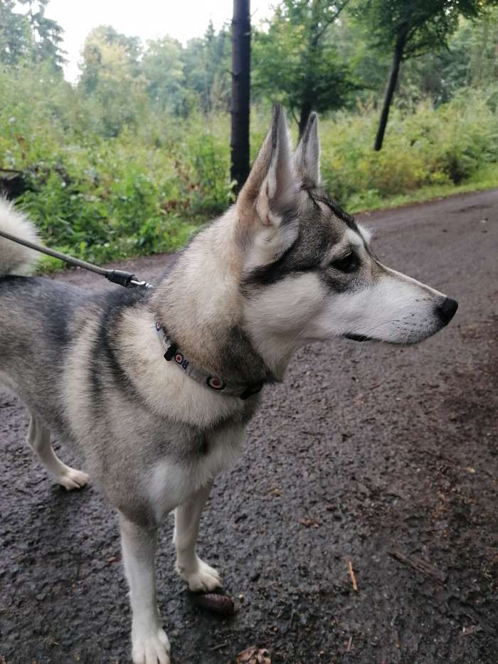 Beky Hvozdecký les (Západosibiřská lajka)