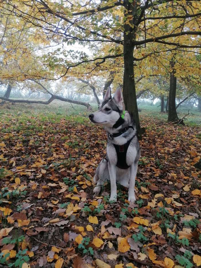 Beky Hvozdecký les (Západosibiřská lajka)