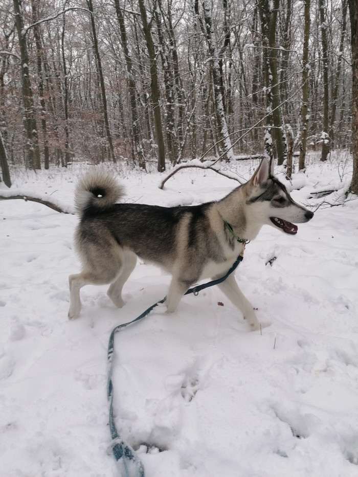Beky Hvozdecký les (Západosibiřská lajka)