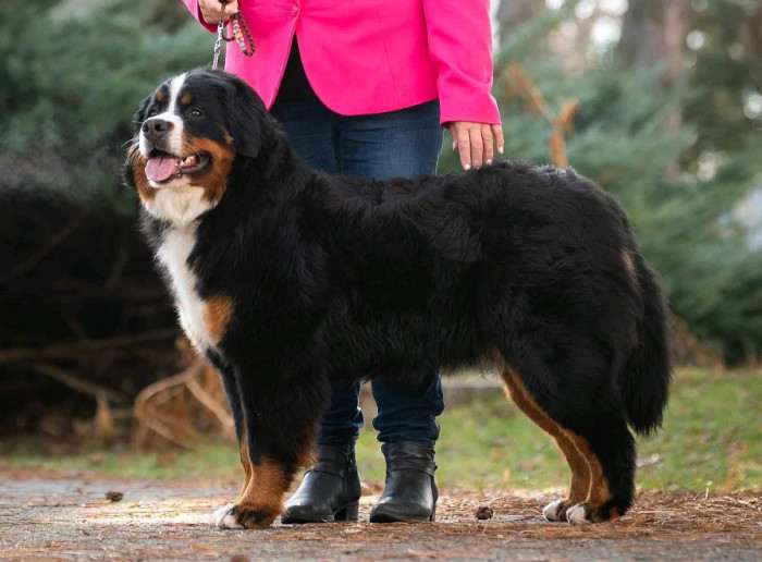 Fluffy Paradise Amžina Euforija (Bernský salašnický pes)