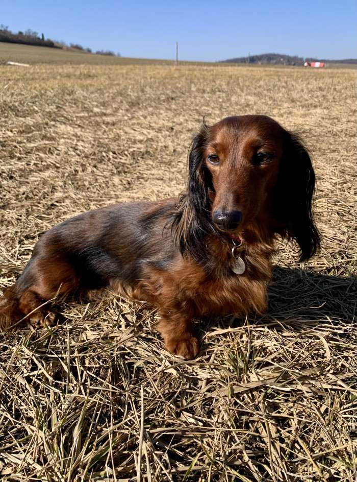 April Little Creature (Jezevčík dlouhosrstý)