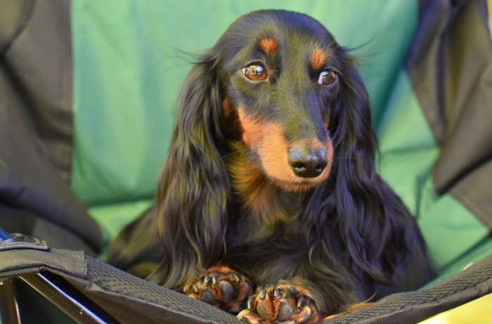 Daisy Little Creature (Jezevčík dlouhosrstý)