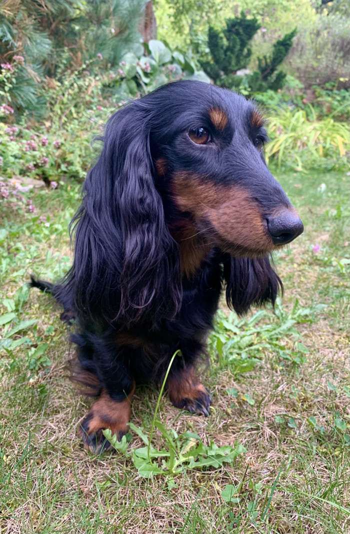 Daisy Little Creature (Jezevčík dlouhosrstý)