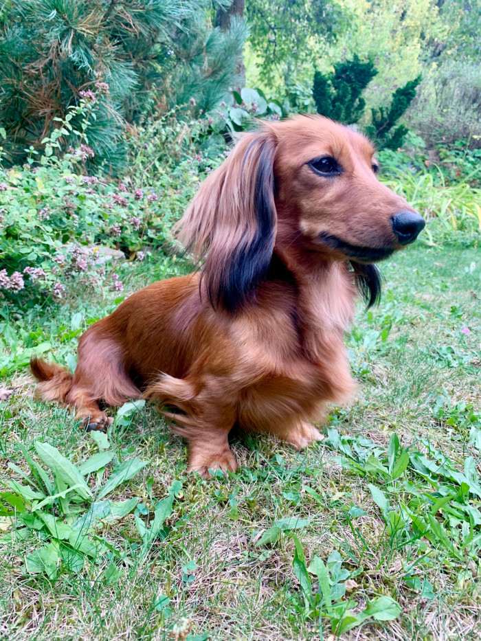 Frida Little Creature (Jezevčík dlouhosrstý)