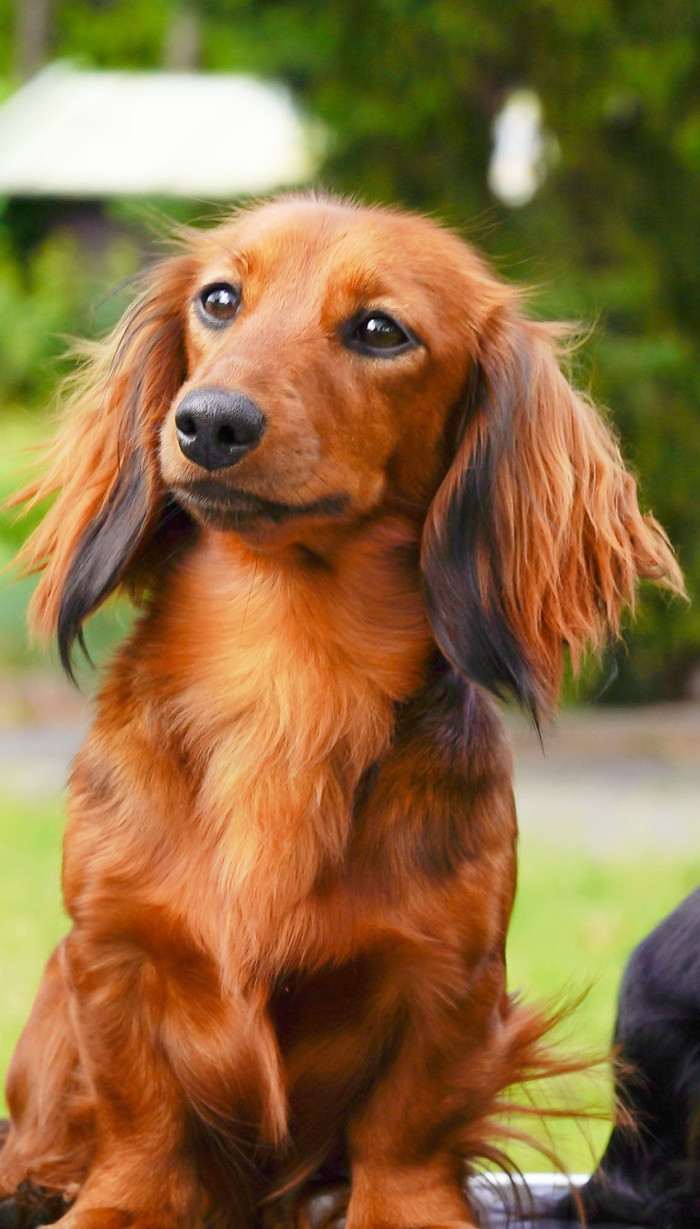 Frida Little Creature (Jezevčík dlouhosrstý)