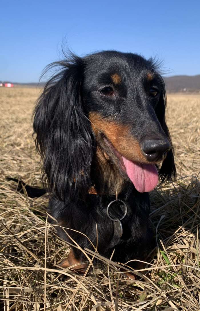 Fiona Little Creature (Jezevčík dlouhosrstý)