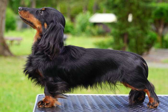 Fiona Little Creature (Jezevčík dlouhosrstý)