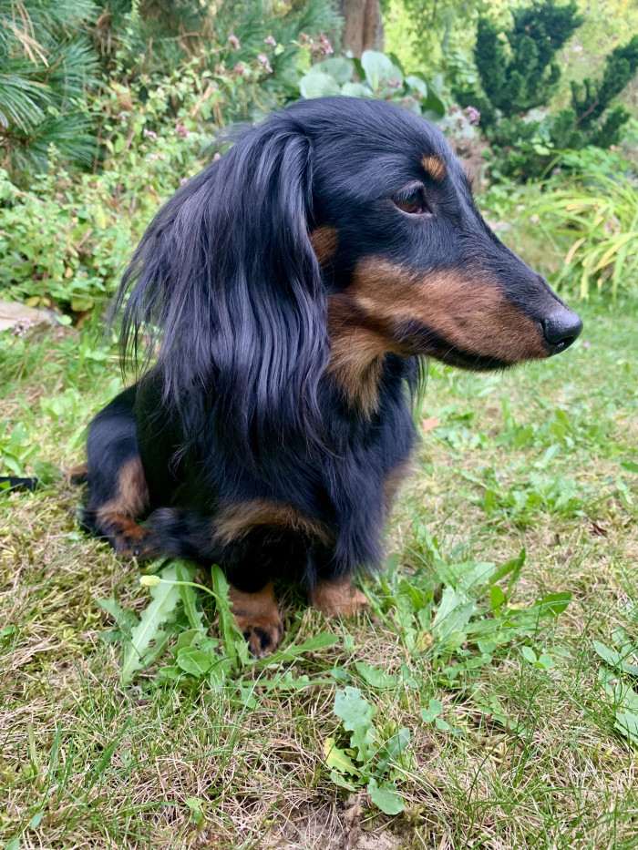 Fiona Little Creature (Jezevčík dlouhosrstý)