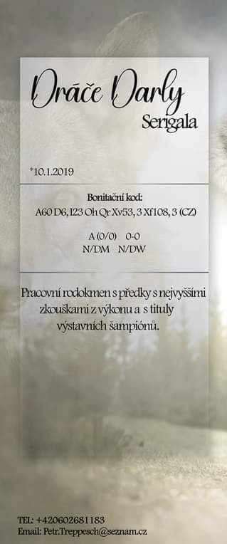Dráče Darly Serigala (Československý vlčák)