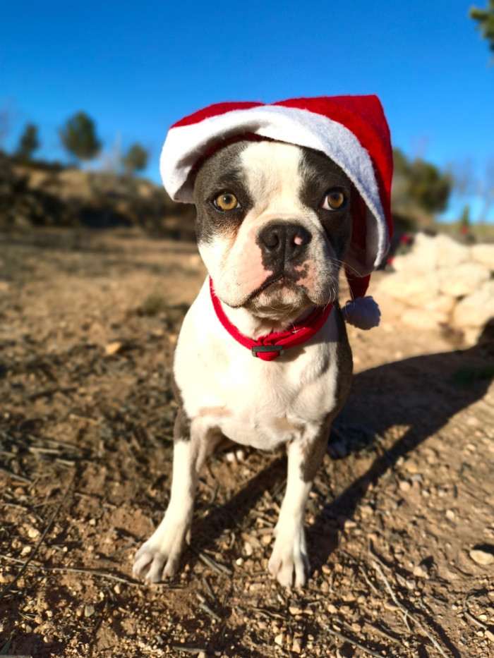 Chia PB for Beneš (Bostonský teriér)