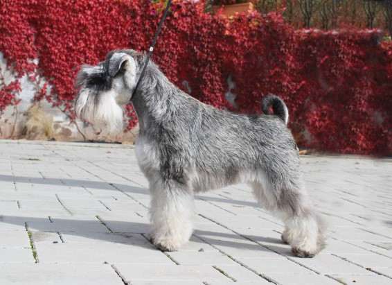 Rhapsody in Grey z Marzemu (Knírač malý)