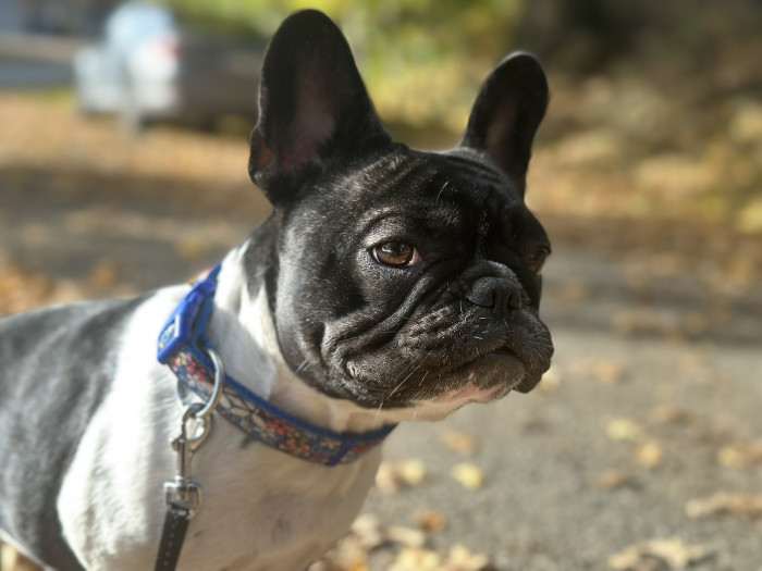 Hedvika Z Malinové stráně (Francouzský buldoček)