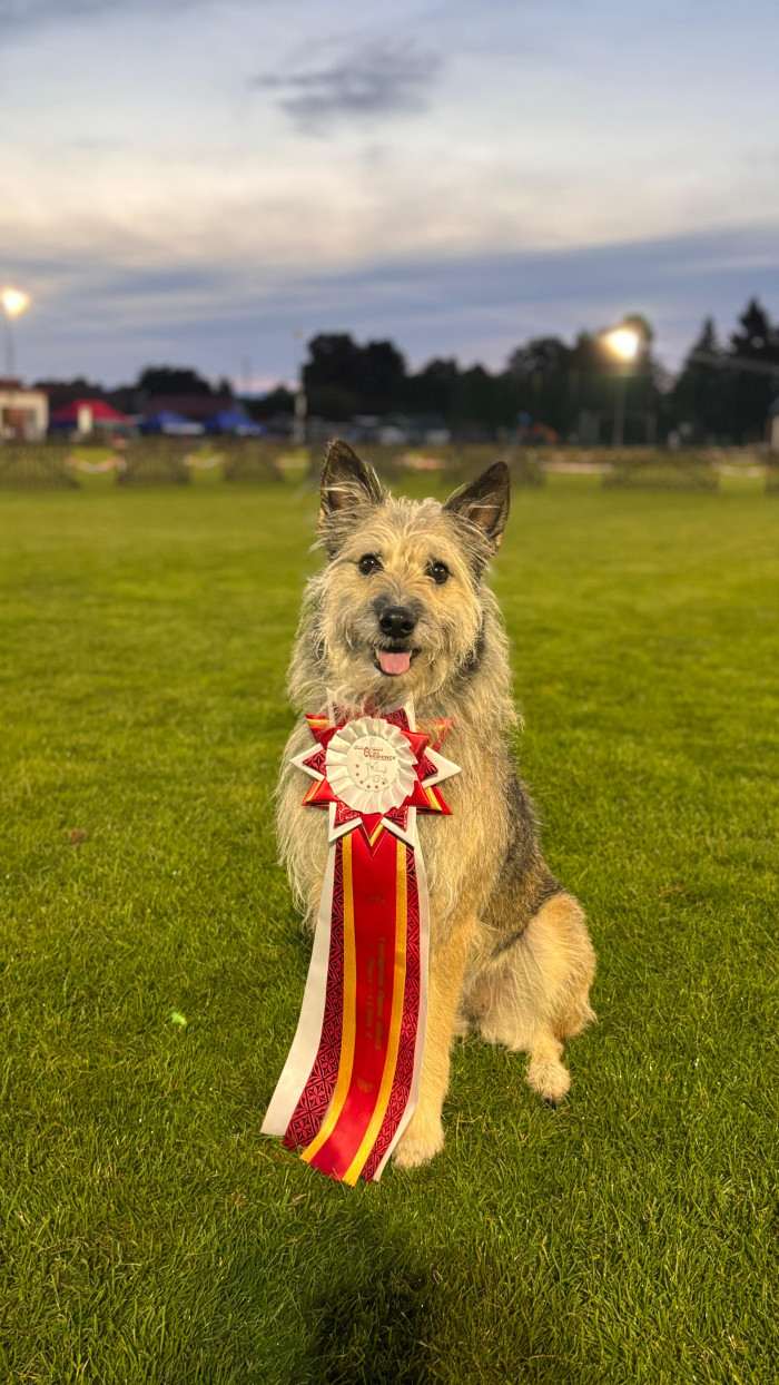 Hasenhirsch Katja (Keksy) (Ardenský bouvier)