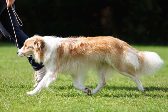 Tyriane Tarott Hafkins (Border kolie)