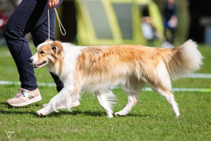 Tyriane Tarott Hafkins (Border kolie)