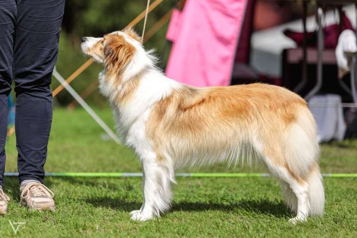 Tyriane Tarott Hafkins (Border kolie)