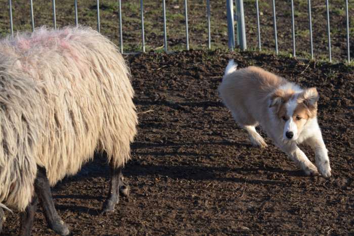 Tyriane Tarott Hafkins (Border kolie)