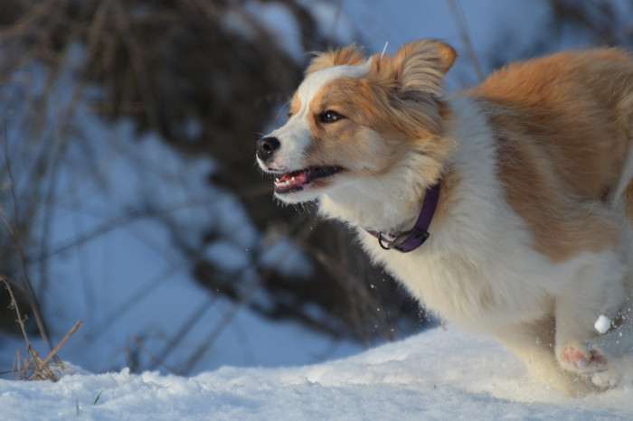 Tyriane Tarott Hafkins (Border kolie)