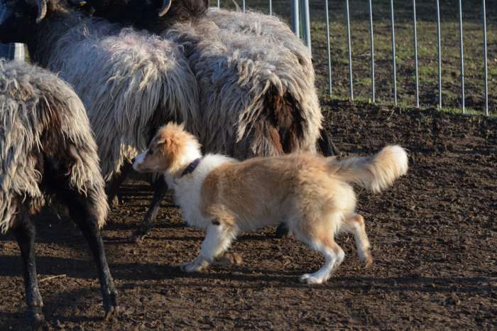 Tyriane Tarott Hafkins (Border kolie)