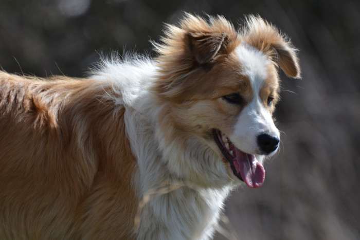 Tyriane Tarott Hafkins (Border kolie)