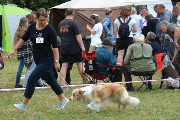 Tyriane Tarott Hafkins (Border kolie)