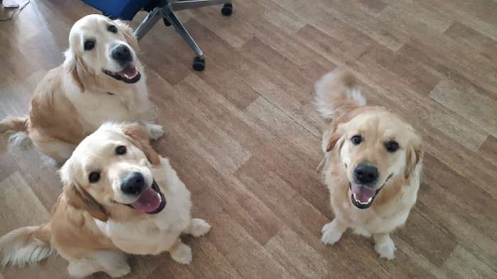 Bonnie Golden Linden (Zlatý retrívr)