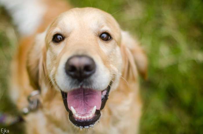 Bonnie Golden Linden (Zlatý retrívr)