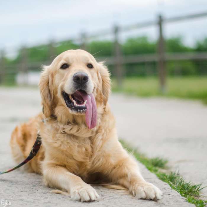 Bonnie Golden Linden (Zlatý retrívr)