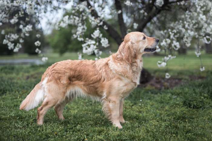 Bonnie Golden Linden (Zlatý retrívr)