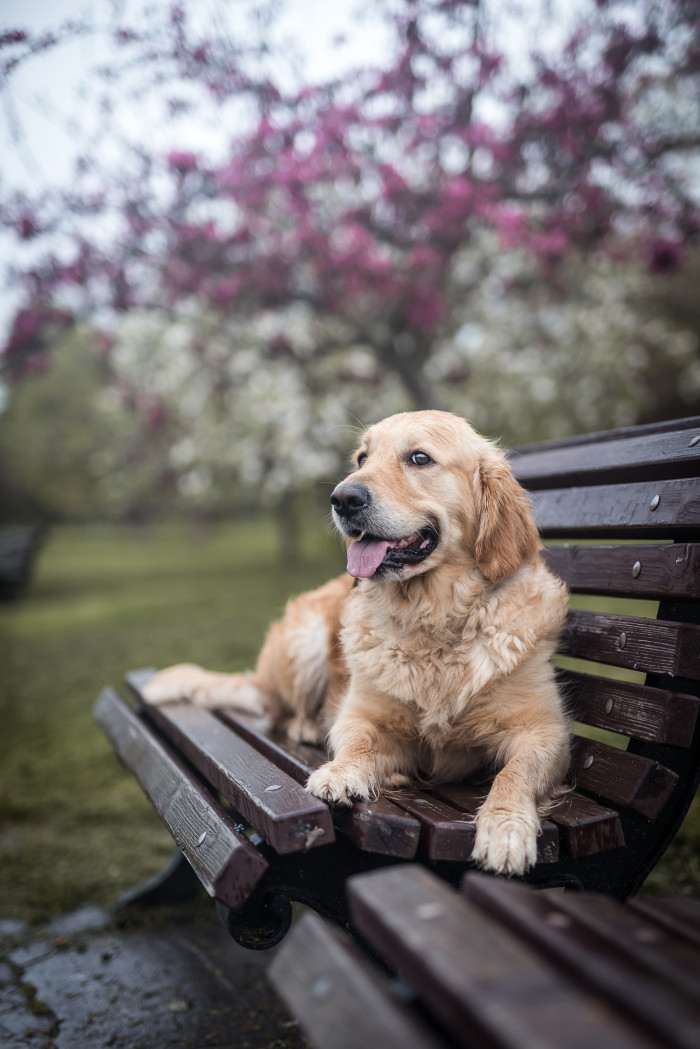 Bonnie Golden Linden (Zlatý retrívr)