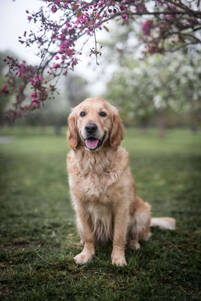 Bonnie Golden Linden (Zlatý retrívr)
