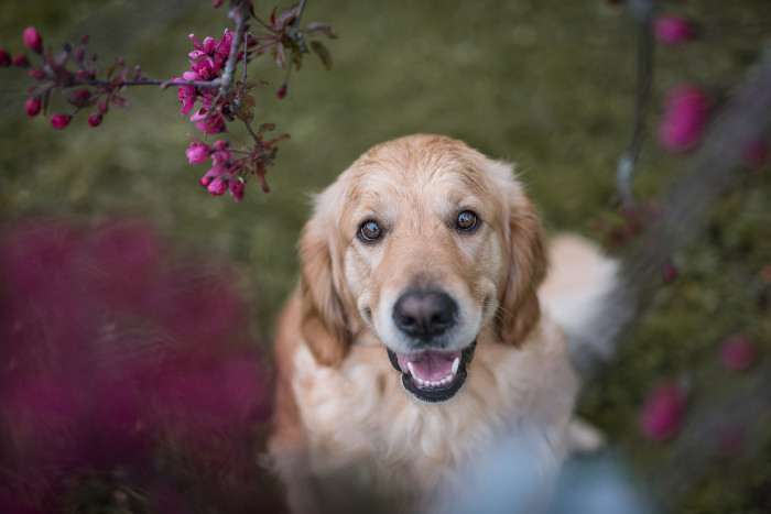 Bonnie Golden Linden (Zlatý retrívr)