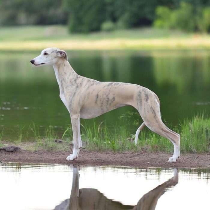 Anywaysmile Daylami Dreamfinder (Vipet)