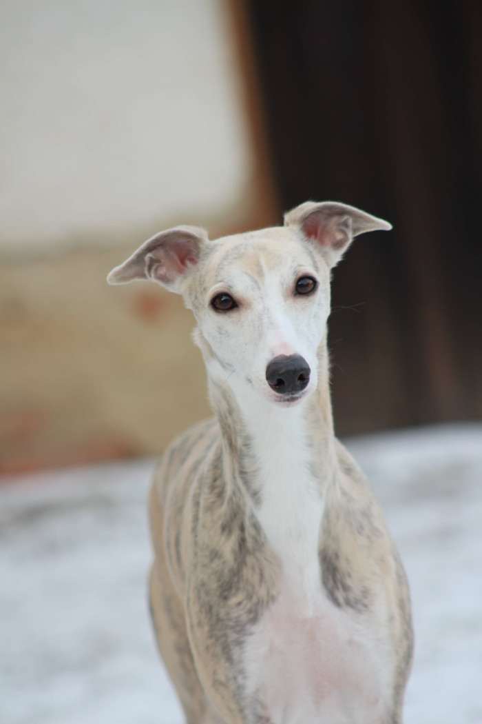 Anywaysmile Daylami Dreamfinder (Vipet)