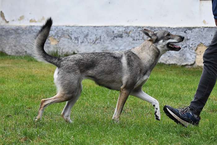 Abisko Dimma Ganymelo (Československý vlčák)