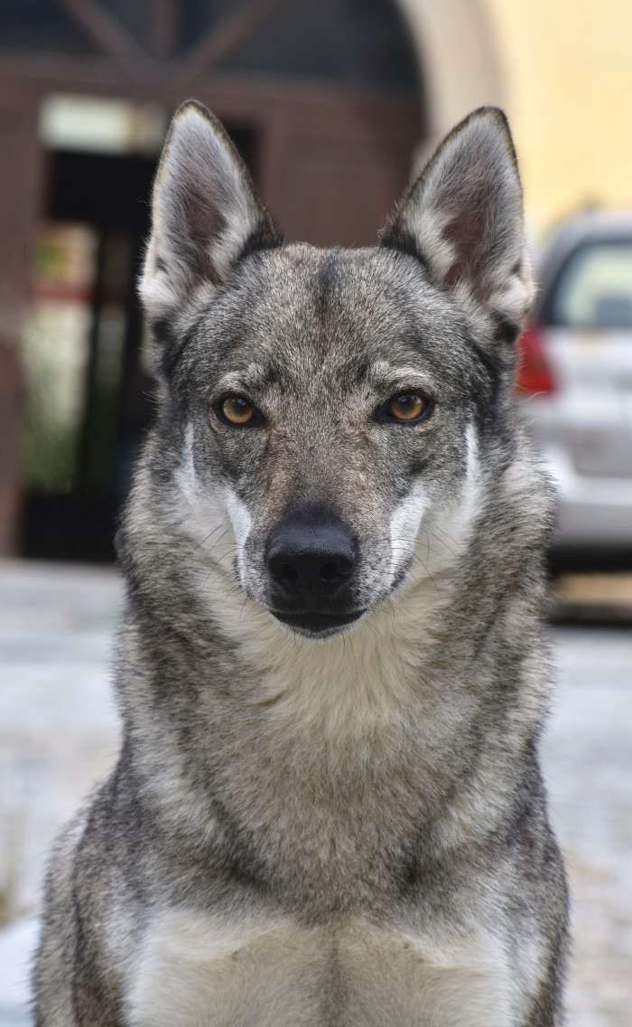 Abisko Dimma Ganymelo (Československý vlčák)