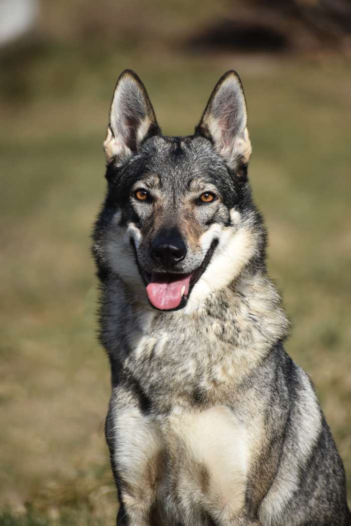 Wicca Valkýra s Divokou krví (Československý vlčák)