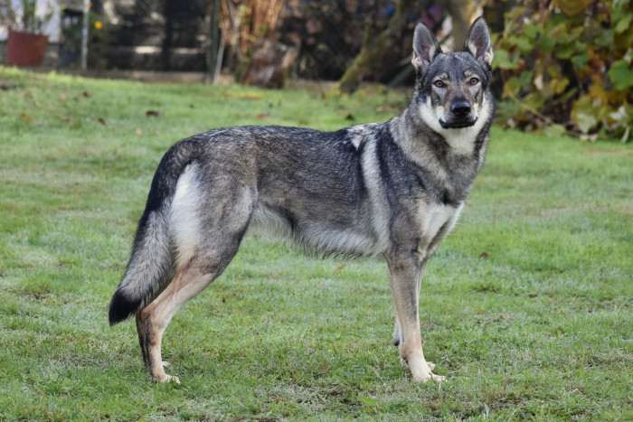 Wicca Valkýra s Divokou krví (Československý vlčák)