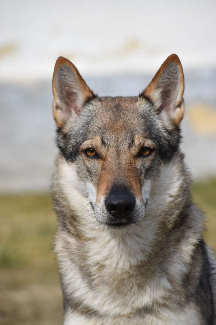 Aegir Rexxar Vlčí štěstí (Československý vlčák)