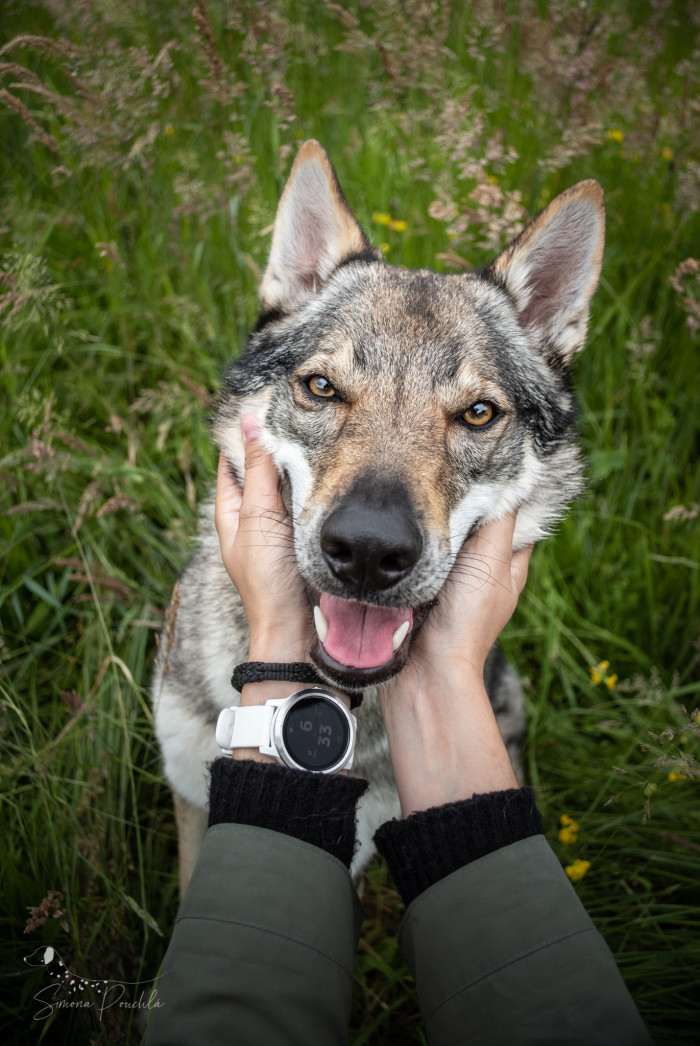 Aegir Rexxar Vlčí štěstí (Československý vlčák)