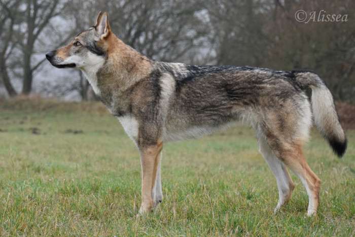 Aegir Rexxar Vlčí štěstí (Československý vlčák)