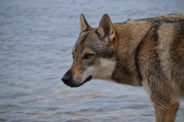 Aegir Rexxar Vlčí štěstí (Československý vlčák)