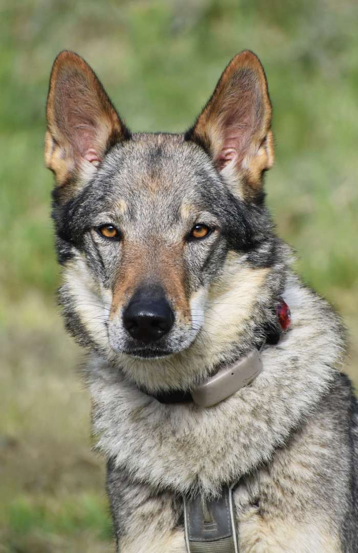 Aegwynn Drina Aeghyra (Československý vlčák)