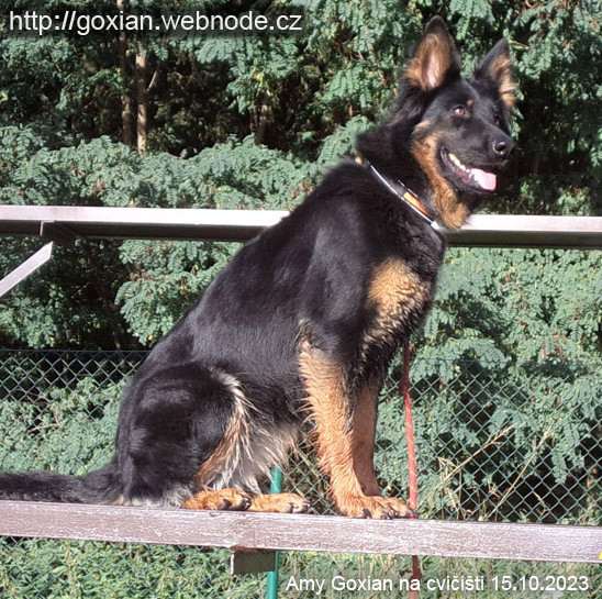 Amy Goxian (Chodský pes)